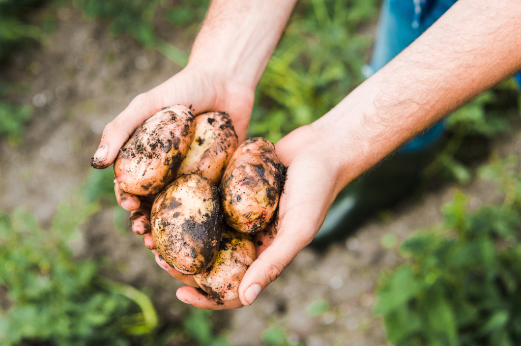 Papas recién sacadas de la tierra.