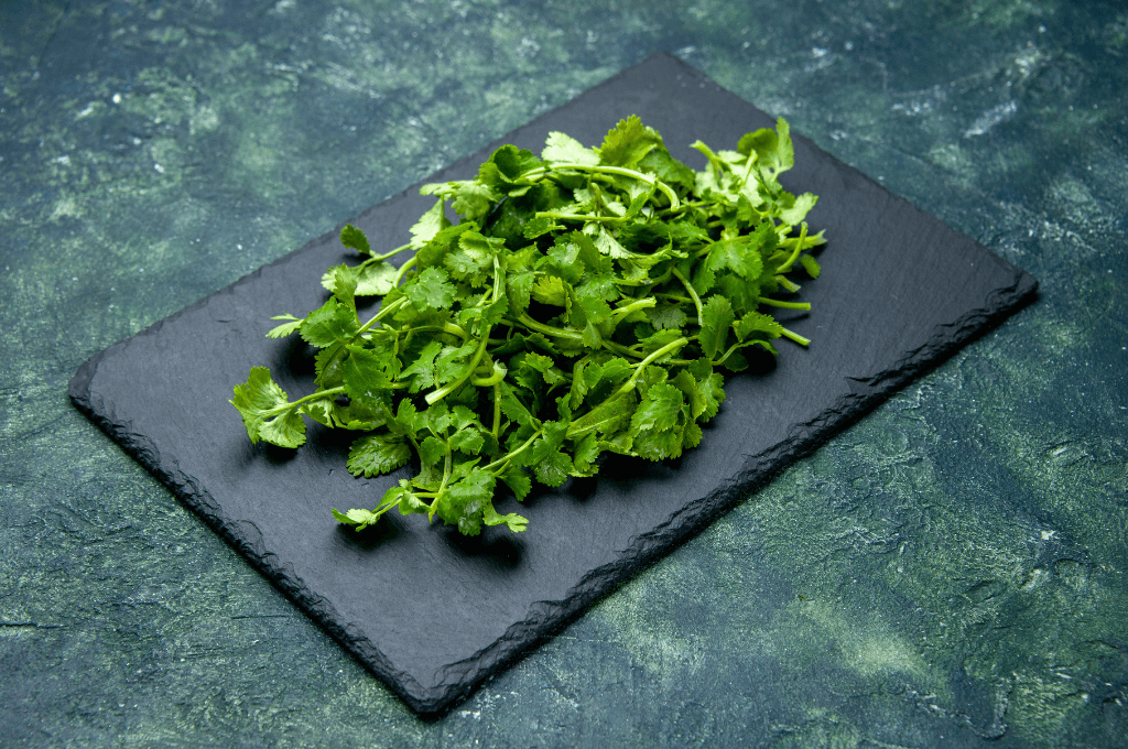 Especias de la comida centroamericana, cilantro.