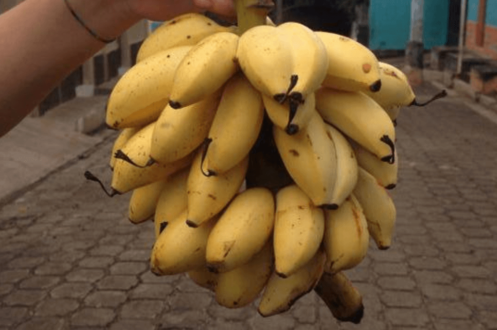 Chatas o butucos Chatas o butucos